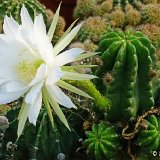 Echinopsis semidenudata ex nudus JLcoll.1437.JPG